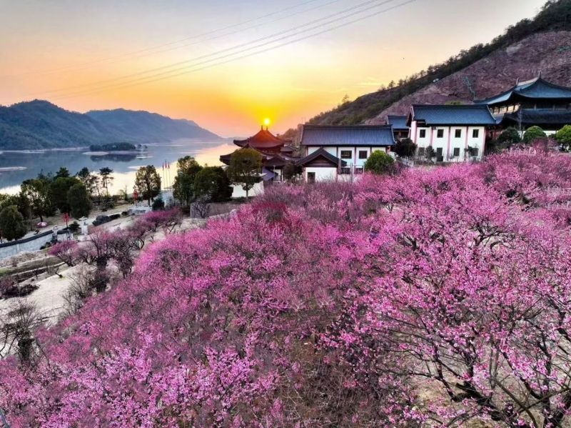 禅寺的梅花开了