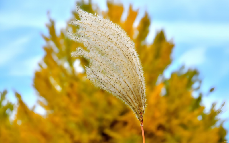 《天凉好个秋》